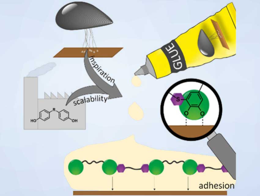 یک چسب الهام گرفته از صدف، برای چسبندگی پایدارتر